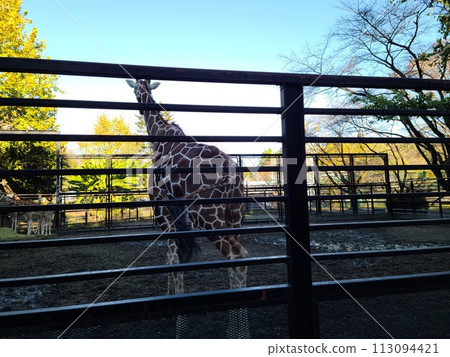 giraffe in the fence 113094421