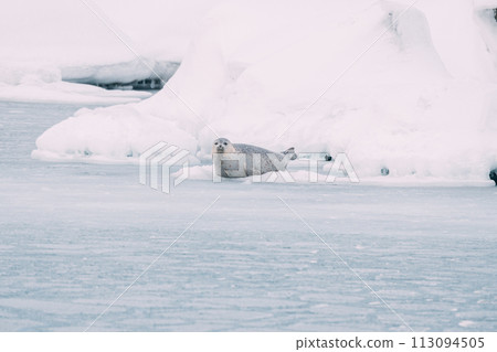 A seal relaxing on the ice floe 113094505