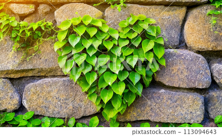 Creeper Plant in the Shape of a Heart on a Stone Wall - Generative Ai Creeper Plant in the Shape of a Heart on a Stone Wall - Generative Ai 113094643