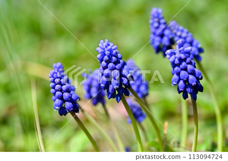 藍色穆斯卡里花 113094724