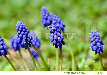 Blue Muscari Flower 113094725