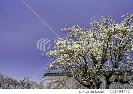 白玉蘭在春天的藍天上閃閃發光 113094792