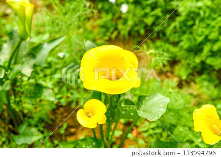 馬蹄蓮，俗稱馬蹄蓮、海百合。閉合附生植物花序及苞片。 113094796