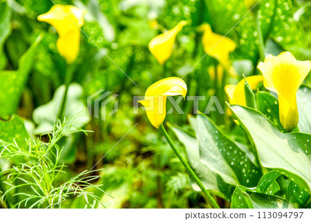 馬蹄蓮,俗稱馬蹄蓮、海百合。閉合附生植物花序及苞片。 馬蹄蓮,俗稱馬蹄蓮、海百合。閉合附生植物花序及苞片。 113094797
