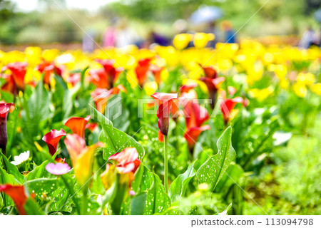 馬蹄蓮,俗稱馬蹄蓮、海百合。閉合附生植物花序及苞片。 馬蹄蓮,俗稱馬蹄蓮、海百合。閉合附生植物花序及苞片。 113094798