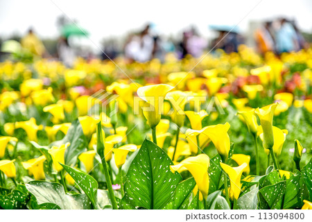 馬蹄蓮，俗稱馬蹄蓮、海百合。閉合附生植物花序及苞片。 113094800