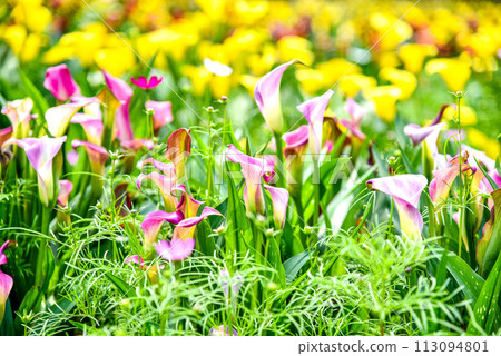 馬蹄蓮,俗稱馬蹄蓮、海百合。閉合附生植物花序及苞片。 馬蹄蓮,俗稱馬蹄蓮、海百合。閉合附生植物花序及苞片。 113094801