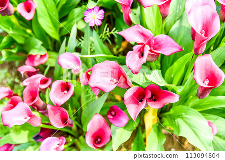 Horseshoe lotus, commonly known as horseshoe lotus, sea lily. Close epiphyte botanical inflorescence and bracts. Horseshoe lotus, commonly known as horseshoe lotus, sea lily. Close epiphyte botanical inflorescence and bracts. 113094804