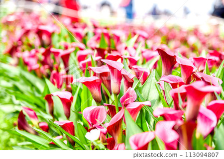 馬蹄蓮,俗稱馬蹄蓮、海百合。閉合附生植物花序及苞片。 馬蹄蓮,俗稱馬蹄蓮、海百合。閉合附生植物花序及苞片。 113094807