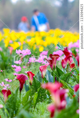 馬蹄蓮,俗稱馬蹄蓮、海百合。閉合附生植物花序及苞片。 馬蹄蓮,俗稱馬蹄蓮、海百合。閉合附生植物花序及苞片。 113094825