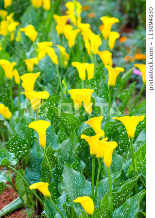 馬蹄蓮，俗稱馬蹄蓮、海百合。閉合附生植物花序及苞片。 113094830