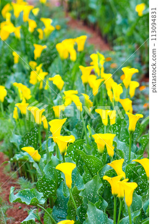 馬蹄蓮，俗稱馬蹄蓮、海百合。閉合附生植物花序及苞片。 113094831