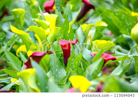 Horseshoe lotus, commonly known as horseshoe lotus, sea lily. Close epiphyte botanical inflorescence and bracts. 113094843