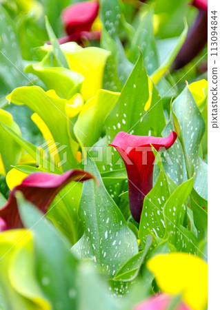 Horseshoe lotus, commonly known as horseshoe lotus, sea lily. Close epiphyte botanical inflorescence and bracts. 113094844