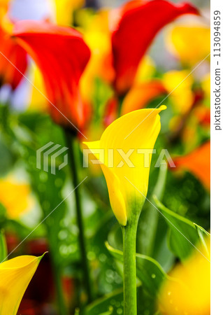 Horseshoe lotus, commonly known as horseshoe lotus, sea lily. Close epiphyte botanical inflorescence and bracts. Horseshoe lotus, commonly known as horseshoe lotus, sea lily. Close epiphyte botanical inflorescence and bracts. 113094859