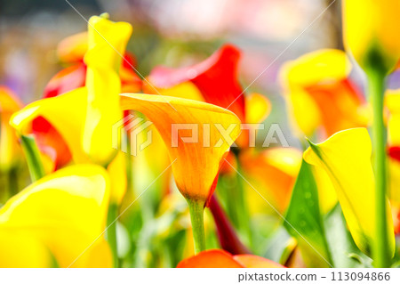 馬蹄蓮，俗稱馬蹄蓮、海百合。閉合附生植物花序及苞片。 113094866