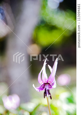 卡塔庫栗花清水山 113094881