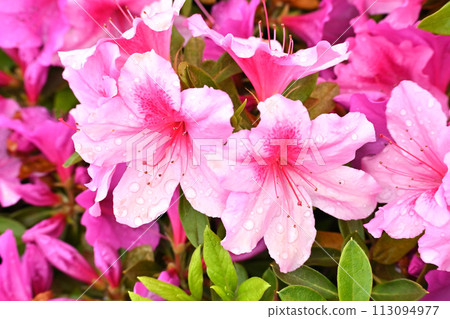 美麗的杜鵑花與水滴(杜鵑花水滴) 美麗的杜鵑花與水滴(杜鵑花水滴) 113094977