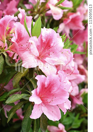 Beautiful azalea with water drops (Azalea water drops) Beautiful azalea with water drops (Azalea water drops) 113095013