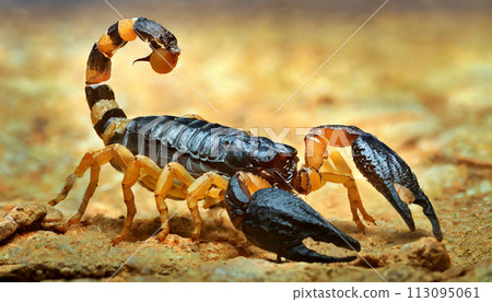 Closeup of an Aggressive Scorpion in Defensive Position - Generative Ai 113095061