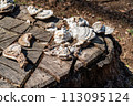 dried mushrooms and old stumps 113095124