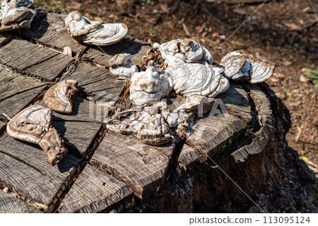乾蘑菇和老樹樁 乾蘑菇和老樹樁 113095124