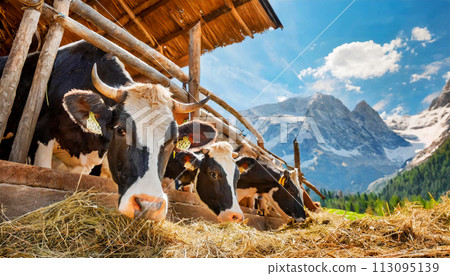 Group of Cows Feed in an Old Wooden Stable - Generative Ai 113095139
