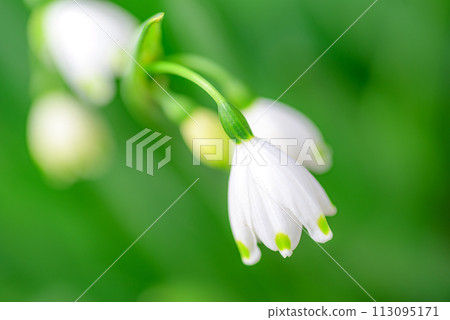 雪花 雪花 113095171