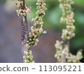 Nagabagigishigishi and caterpillar 113095221