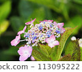 Hydrangea wet in the rain 113095222