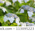 Blue hydrangea 113095223