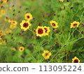 Harshagik 113095224