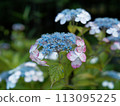 Hydrangea wet in the rain 113095225