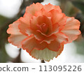 Begonia 113095226