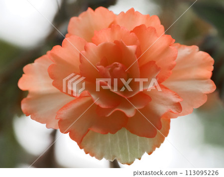 秋海棠 秋海棠 113095226