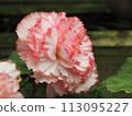 Begonia 113095227