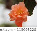 Begonia 113095228