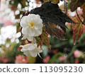 White camellia 113095230