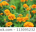 Yellow marigold flowers 113095232
