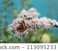 Butterflies sucking nectar from Fujibakama 113095233