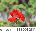 Pelargonium 113095235