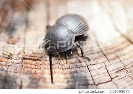 A type of dung beetle (scarab beetle) A type of dung beetle (scarab beetle) 113095673