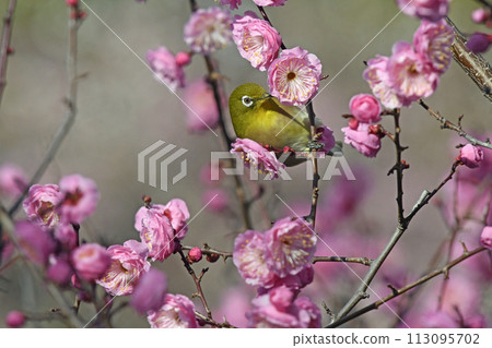 盛開的紅梅花中的繡眼鳥（春天圖像）（春天烏拉拉圖像）（春麗拉卡圖像） 113095702