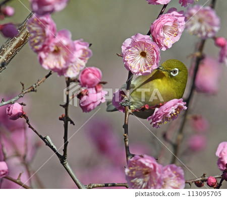 White-eye in the red plum blossoms in full bloom (Spring image) (Spring Urara image) (Chun-Li Raka image) 113095705