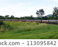 Kuranda Railway running through the grasslands 113095842