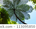 Giant fern plant 113095850
