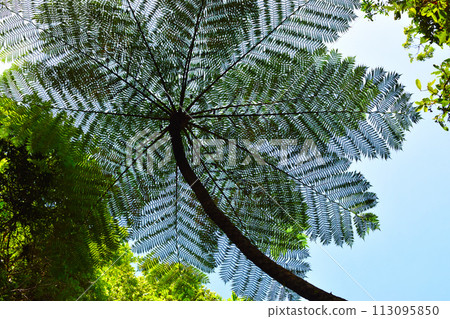 Giant fern plant 113095850