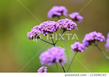 Verbena bonariensis Verbena bonariensis 113096183