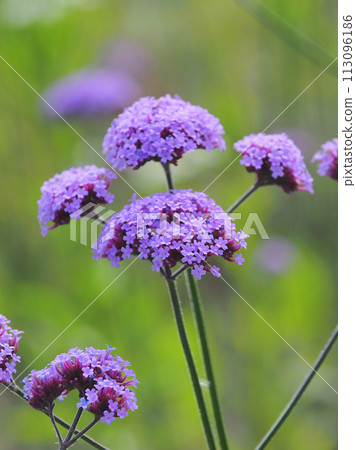 Verbena bonariensis 113096186
