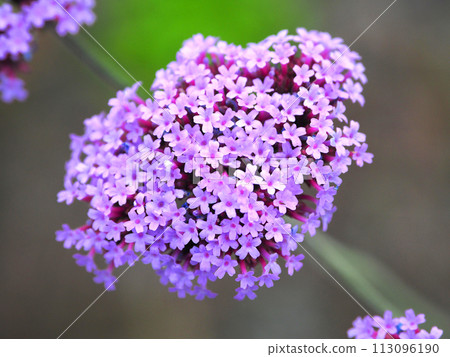 Verbena bonariensis 113096190